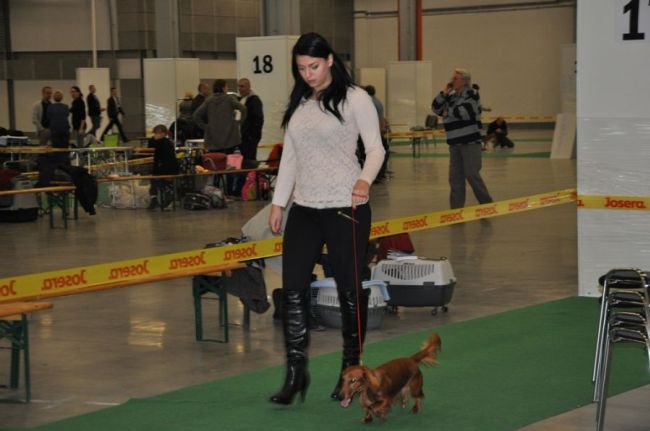 Jamnik d�ugow�osy NAILA